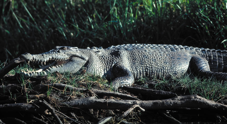 Les crocodiles salties sont très présents dans le parc pendant la saison des pluies