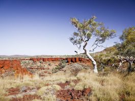 Végétation, Karijini National Park