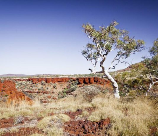 Végétation, Karijini National Park