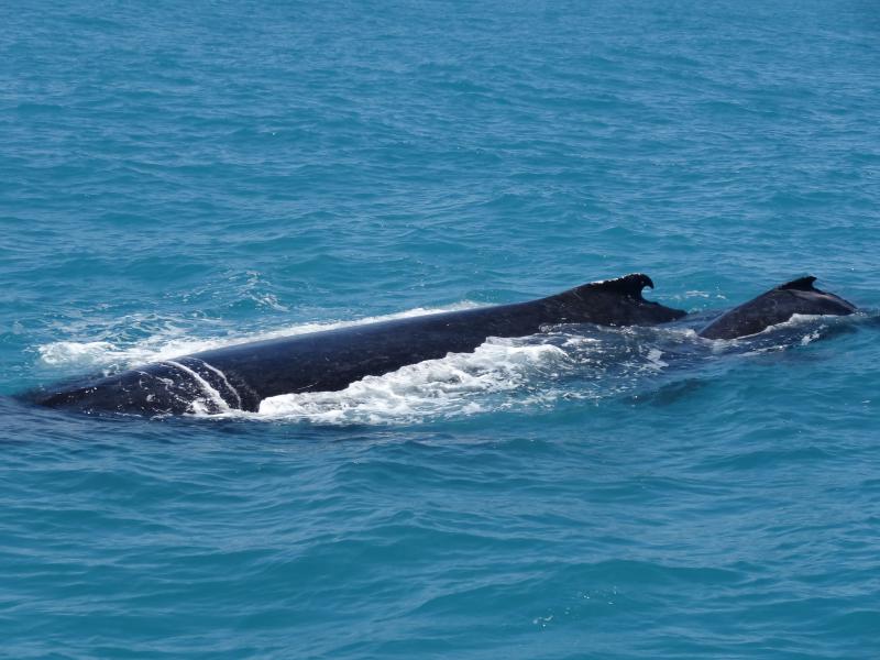 Rencontre avec une baleine