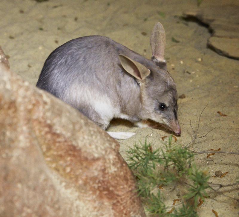 Marsupiaux : Bilby, David Fleays Wildlife Park - Queensland