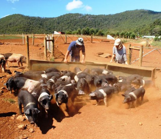 La ferme est entourée des montagnes du Dial range, super vue pour nous et les cochons!