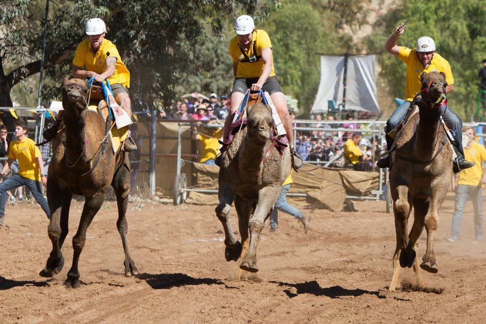 La célèbre course de chameau Camel cup