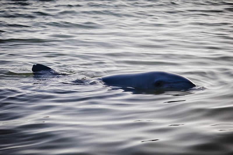 Il est facile d'observer des dauphins dans de nombreux endroits