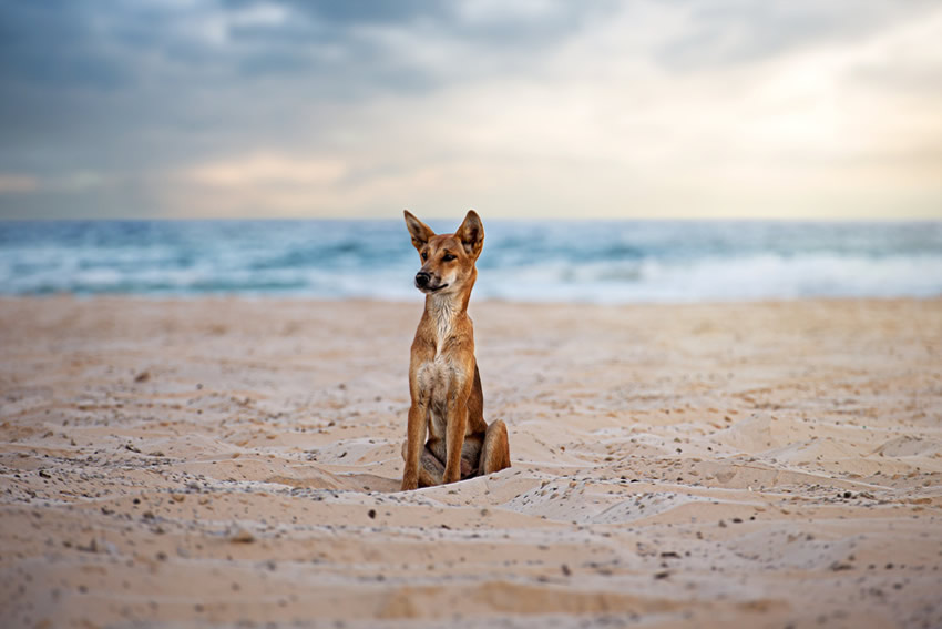 Il faut se méfier des dingos sur Fraser Island