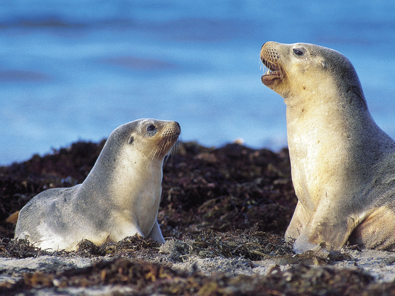 Lions de mer - Kangaroo Island