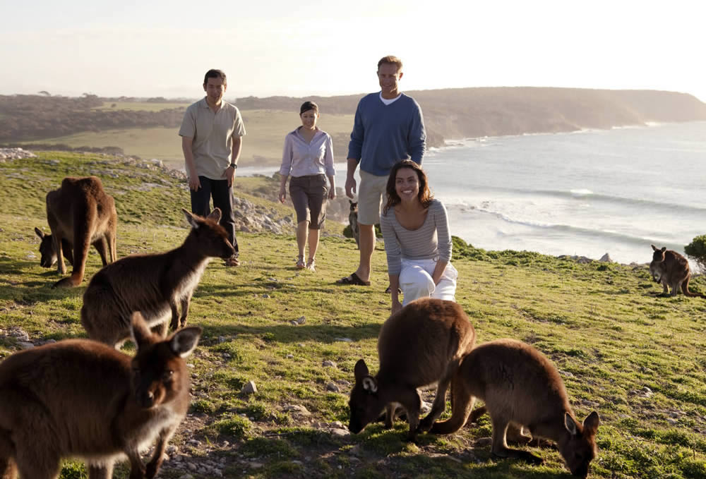 Facile de rencontrer des kangourous sur Kangaroo Island