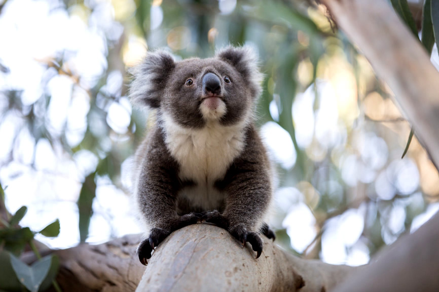 Le Koala, un des deux emblèmes de la faune australienne