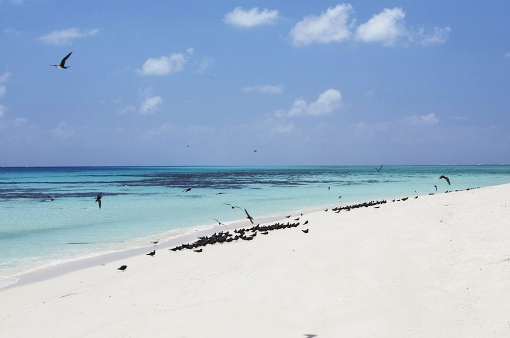 Michaelmas Cay, en été 20 000 oiseaux s'y regroupent !