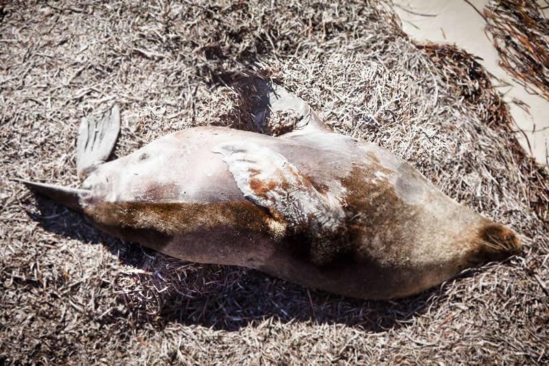 Lions de mer et phoques sont surtout au sud de l'Australie