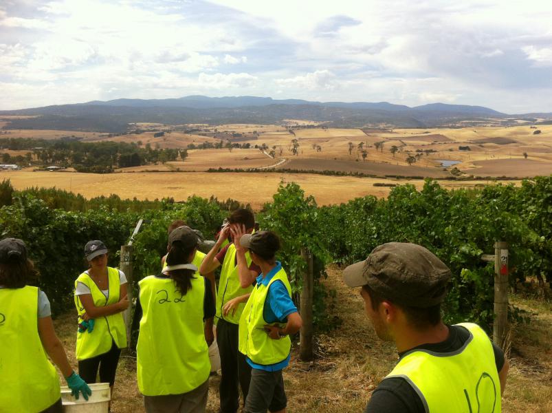 Pickers en tenue de combat, parés à cueillir un maximum de raisins