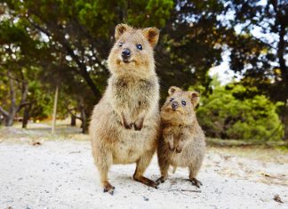 Quokkas, Rottnest Island - Australie de l'Ouest