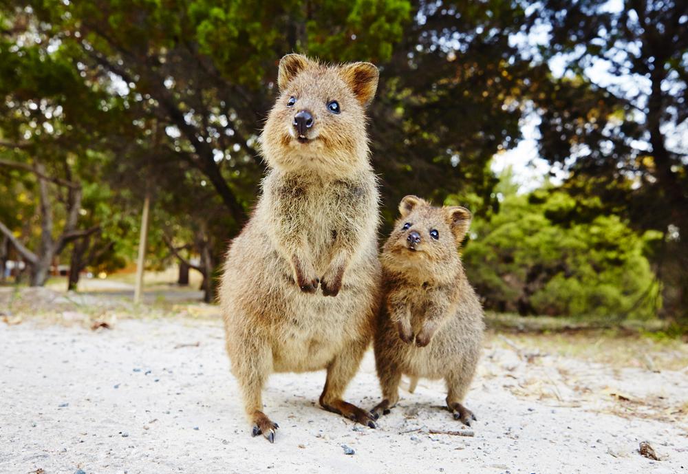 Quokkas, Rottnest Island - Australie de l'Ouest