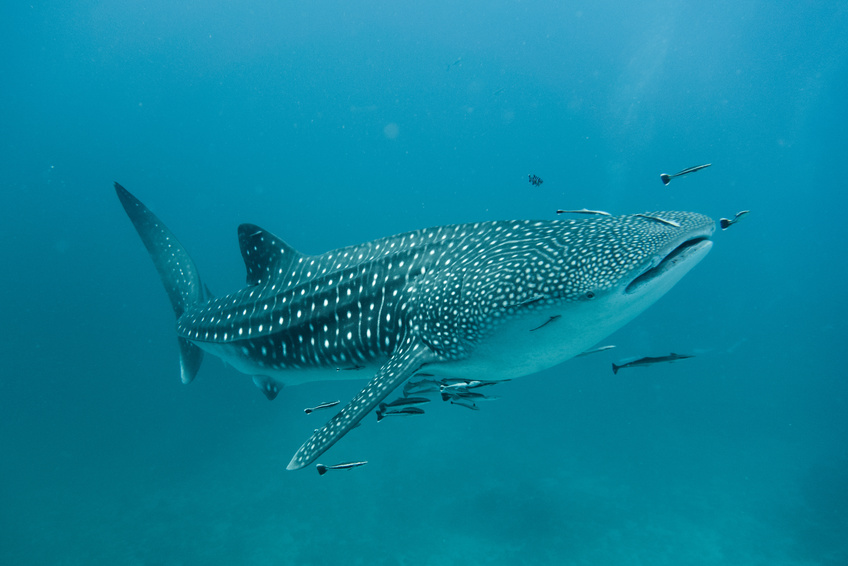 Les Requins Baleine sont fréquents dans les eaux de Shark Bay