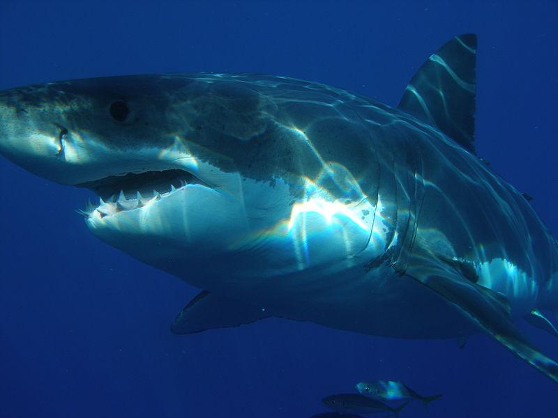 Le Requin blanc, redoutable prédateur