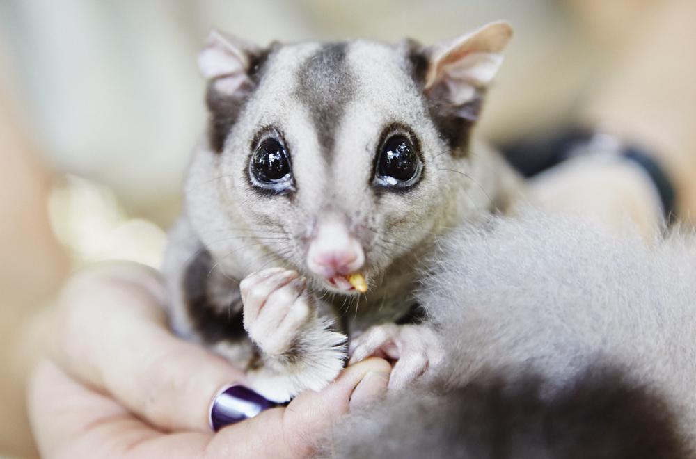 Marsupiaux : Sugar Glider, Cairns Tropical Zoo - Queensland