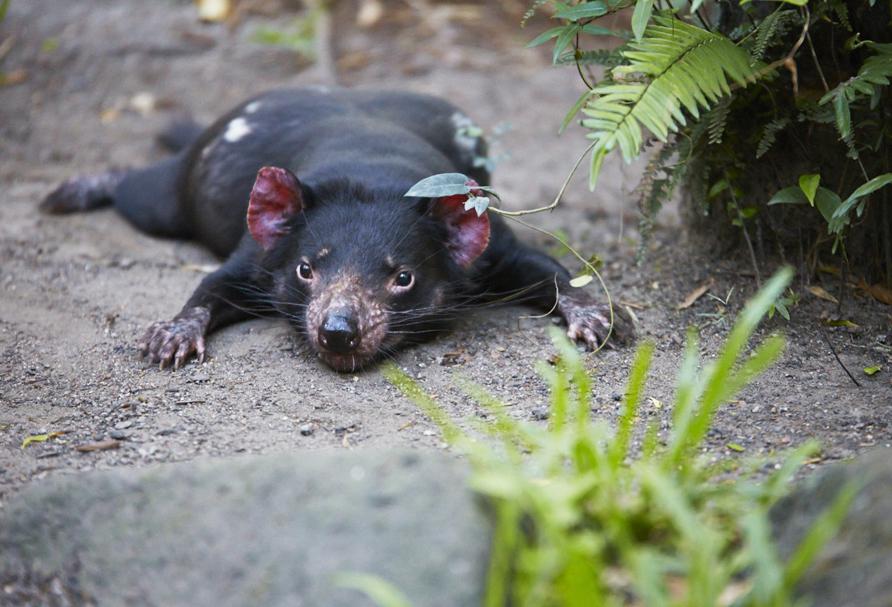 Marsupiaux : Diable de Tasmanie, Currumbin Wildlife Sanctuary - Queensland