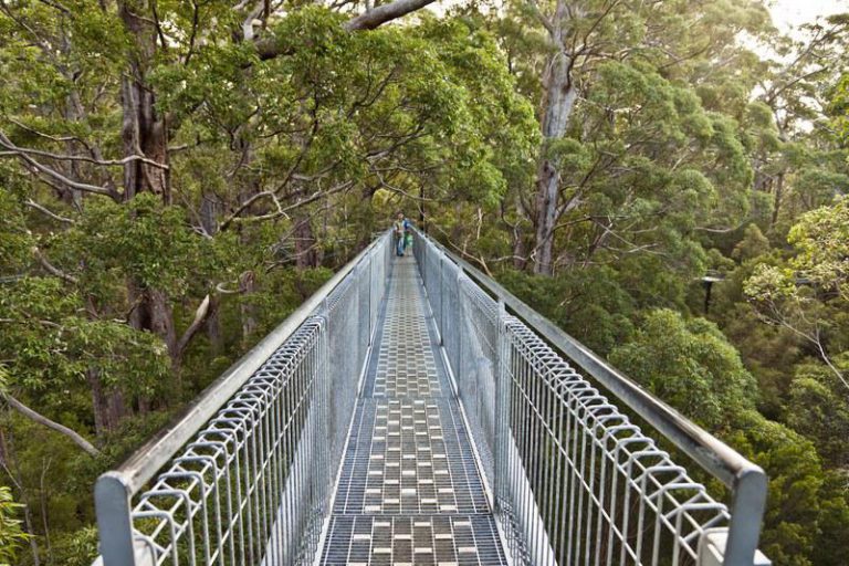 Pemberton à la Vallée des Géants la majesté des forêts du sud ouest