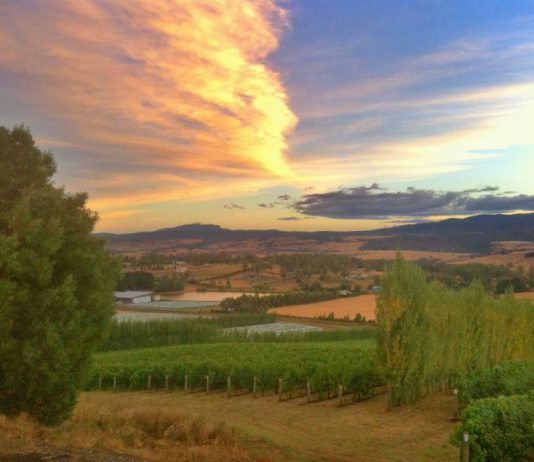 La vue du vignoble au lever de soleil, pas mal comme bureau!