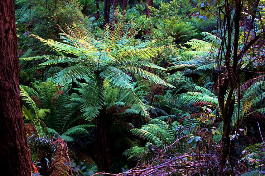 Fougères géantes du parc Dandenongs Ranges