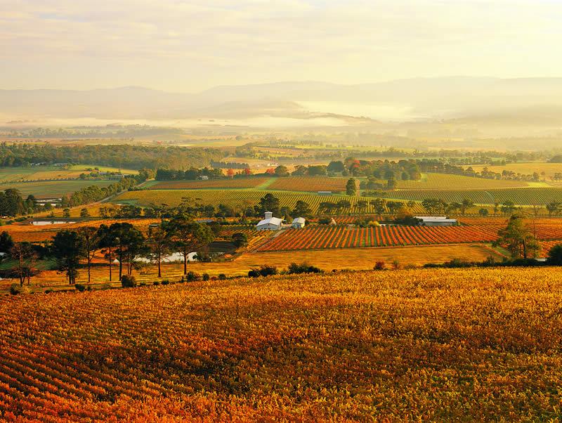 Le coeur des vignobles australien, la Yarra Valley