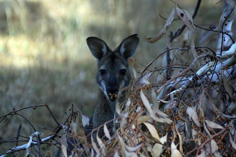 Rien de plus facile que de voir des kangourous dans les Grampians