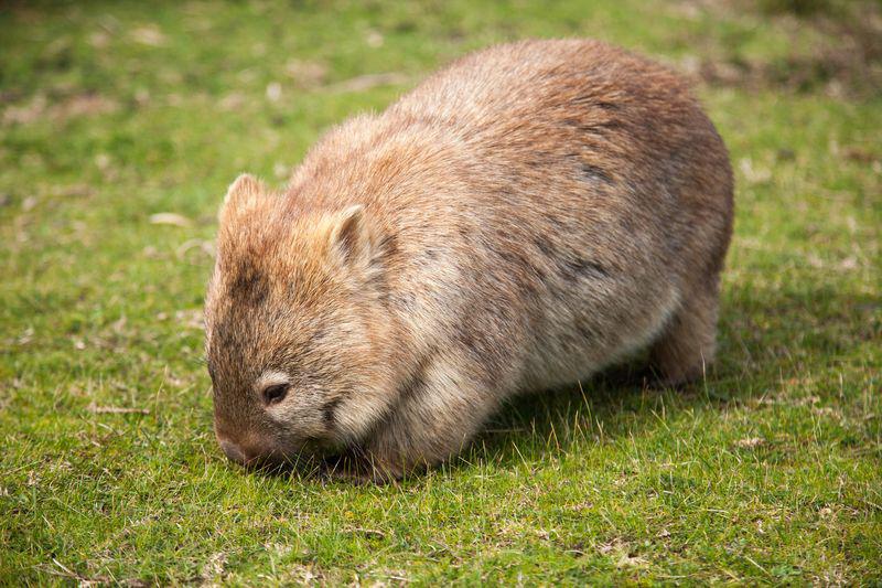 Un wombat
