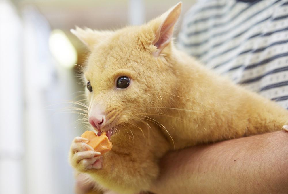 Marsupiaux : Golden Brushtail Possum, Currumbin Wildlife Sanctuary - Queensland