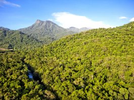 Daintree National Park