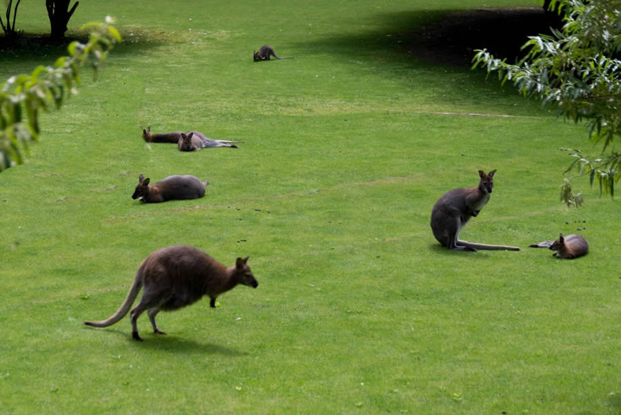 le Jardin des kangourous a coté d'Angers