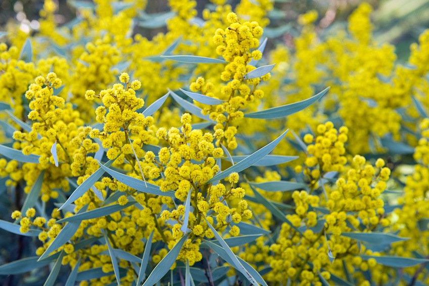 Hoa Acacia (Mimosa) - Loài hoa rực rỡ, loài cây bản địa Úc