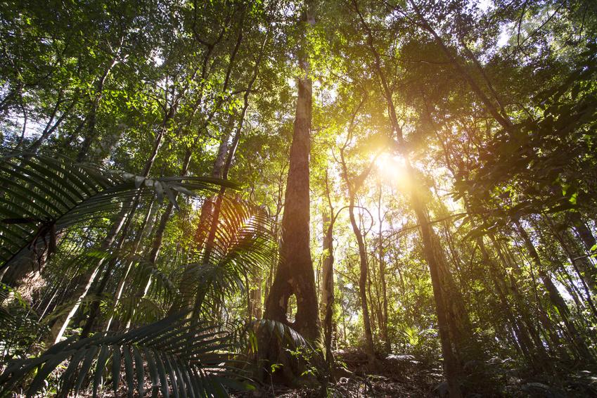 Rừng mưa nhiệt đới ở Cairns - Hoàn toàn là cây bản địa Úc