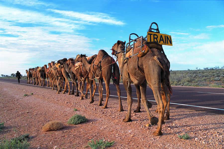 Camel train, un peu l'ancêtre du Roadtrain