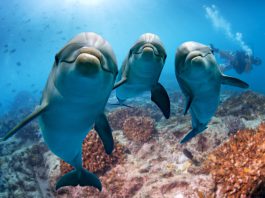 nager avec les dauphins