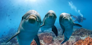 nager avec les dauphins
