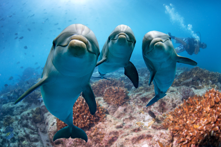Facile d'observer des dauphins sur les côtes australiennes
