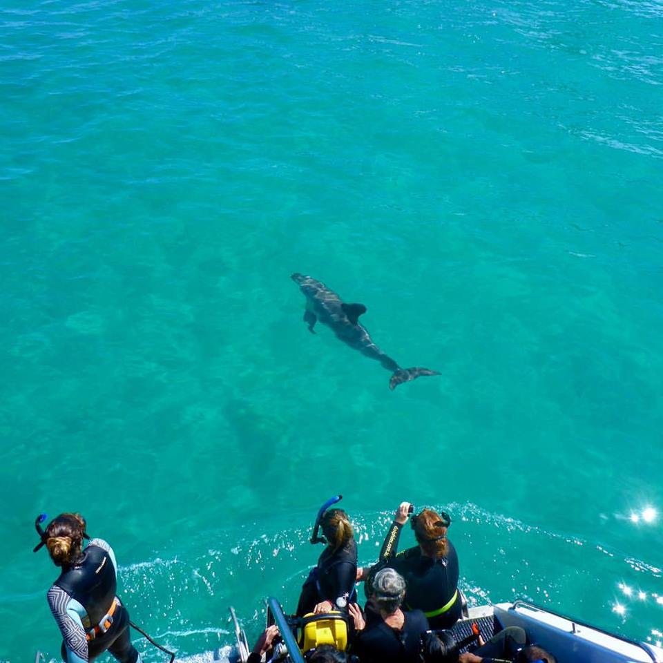 nager avec les dauphins