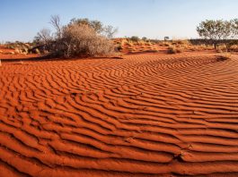 survie dans l'Outback