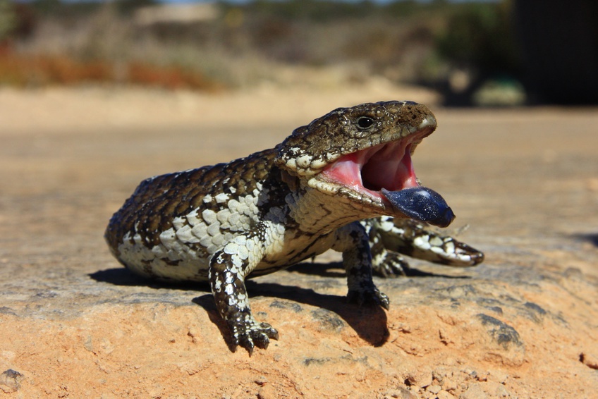 Le Blue Tongue Lizard est un autre habitant des lieux.