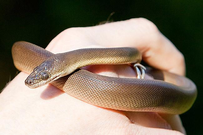 Georgina attrapeuse de serpent