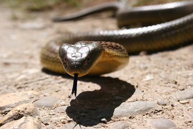 Georgina attrapeuse de serpent