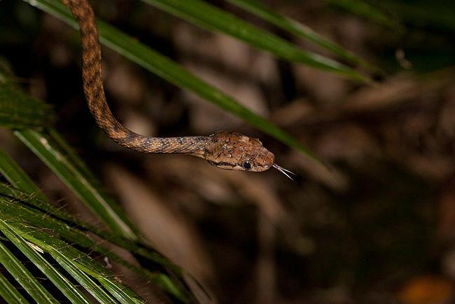 Georgina attrapeuse de serpent
