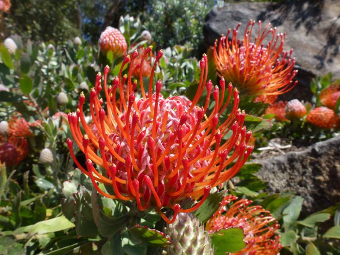Grevillea Red - một loài cây bản địa Úc rất nổi tiếng