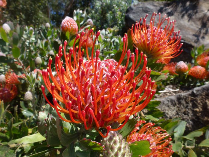 Faune et Flore insolite  - Page 32 Grevillea_australie-696x522