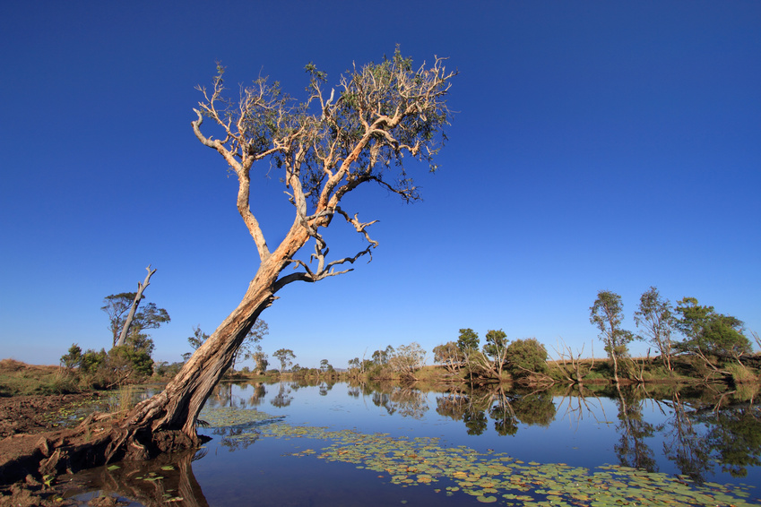 Eucalyptus ou Gumtree