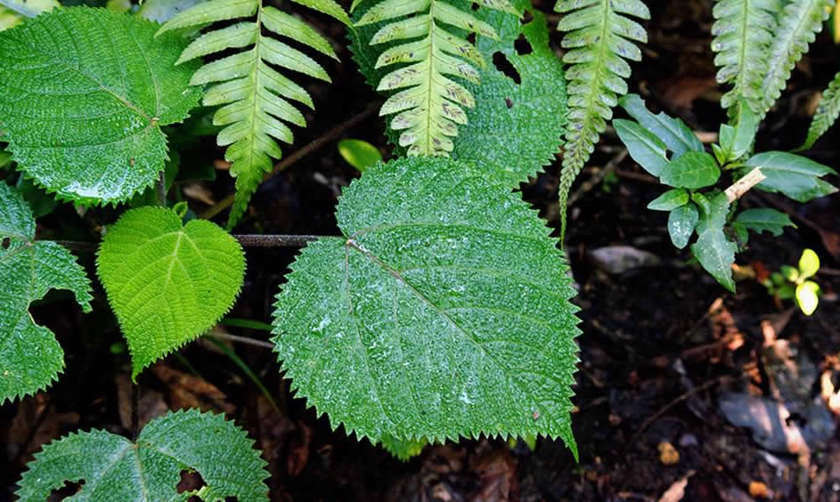 gympie-gympie une plante dangereuse au simple contact