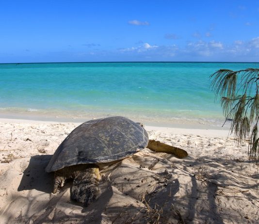 Heron Island