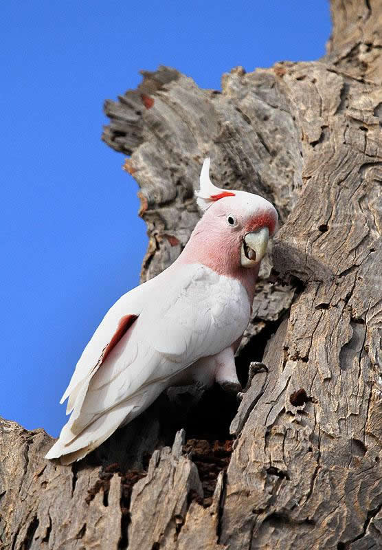 Kinchega National Park