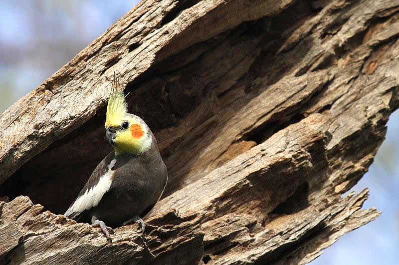 Mutawintji National Park