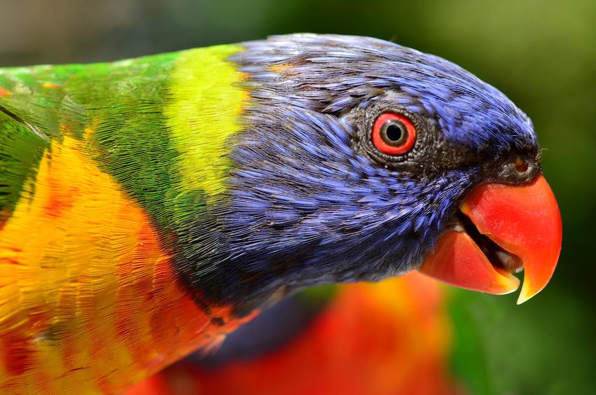 animaux d'Australie